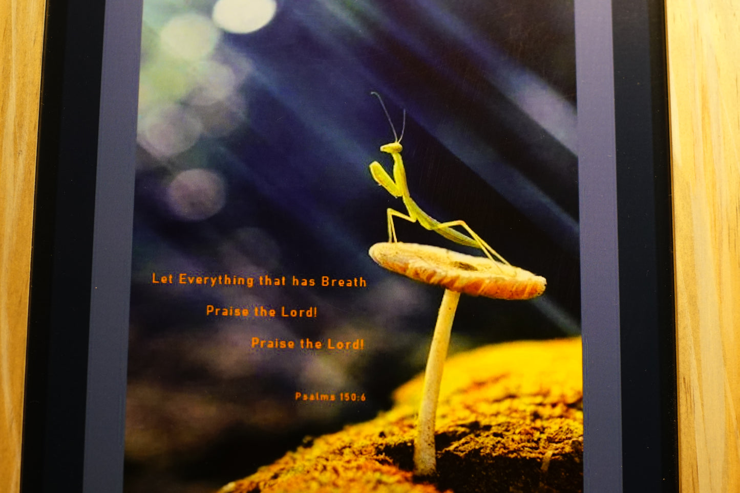 The Praising Mantis